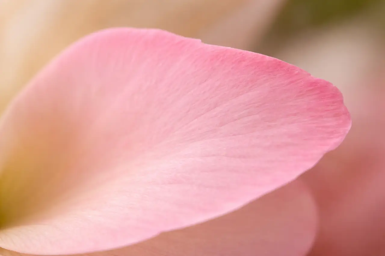 Petal image for grabbing your code